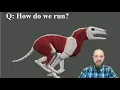 Intro Neuroscience 041 Central Pattern Generators