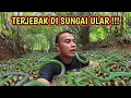 Masuk ke Sungai Misterius… Ternyata Penuh Ular Hijau \u0026 Belang!”