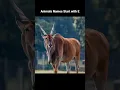 Animals Names With Images Animals Names Start With E E letter animals sakala-multicolours