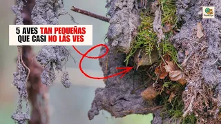 ¿Conoces las 5 AVES más PEQUEÑAS del MUNDO que Tus Ojos Casi no las Ven? 🤯