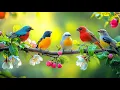 Lagu Relaxing Piano and Bird Sounds | Healing Nature Music for Inner Peace