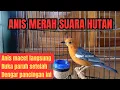 Download Lagu ANIS MERAH SUARA HUTAN ampuh bikin Anis macet langsung buka paruh auto Ngeplong Gacor