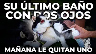 SU ÚLTIMO BAÑO CON DOS OJOS 💔 Mañana le EXTIRPAN EL OJO a Balto