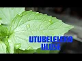 Download Lagu Catholic hit Songs ~ Utubeleleko Uluse