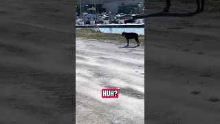 Hope you have a. Great weekend !! #fyp #dream #vlog #doberman #pets