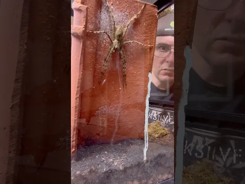 Giant spider breeding! (Heteropoda boiei) #spider #exoticanimal #nacfamily #rock_n_insectes