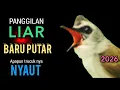 Lagu PERANGSANG TRUCUK MACET AGAR IKUT BUNYI IKUT GACOR NGALAS NGROPEL MENDENGAR SUARA TRUCUK INI ‼️