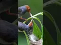suara burung prenjak kepala merah ribut Ampuh dijamin langsung datang lawan