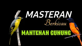 Download MASTERAN BURUNG MANTENAN GUNUNG UNTUK BURUNG LOMBA MP3