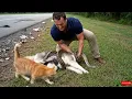 Download Lagu animal rescue : Brave Cat Rescues Husky from a Dangerous Situation