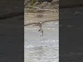 Download Lagu Osprey’s incredible double ✌️catch 🐟 !! #shorts #birds #viral #fishing #nikonz8 #wildlife