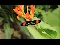 Namaste Music | Flute Meditation | Music