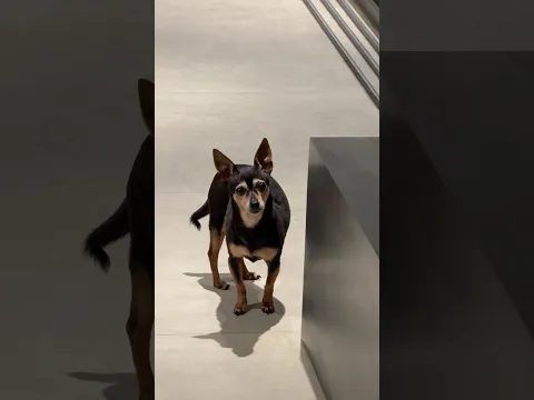 VALEU A PENA ME ATRASAR? 🤣