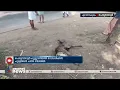പെരുമ്പാവൂർ പുല്ലുവഴിയിൽ റോഡരികിൽ പുള്ളിമാൻ ചത്ത നിലയിൽ