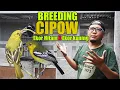 Download Lagu TERNAK BURUNG CIPOW  DI KANDANG
