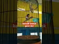 Download Lagu KEMADE LOMBOK GACOR