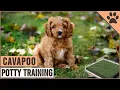 How To Potty Train A Cavapoo Puppy Dog World