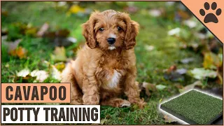 How To Potty Train A Cavapoo Puppy Dog World