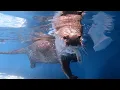 Download Lagu An otter is too good at catching fish in the water!