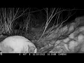 Mountain Lion Mother lion footage