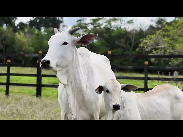 Matriz Nelore WYM - 1113