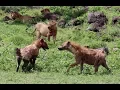 Download Numbers game: 30 hyenas vs. 3 lions mp4 3gp mp3 videos - waplic