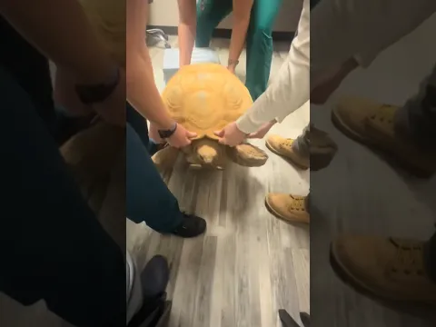 Ike goes to the vet 🐢