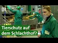 Lagu Als Tierärztin auf dem Schlachthof arbeiten | Tierschutz | Unser Land | BR