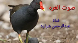 صوت الغره للصيد 