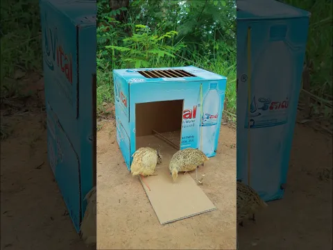 Really Creative Bird Trap Using Cardboard Box - Best DIY Bird Trap #shortvideo