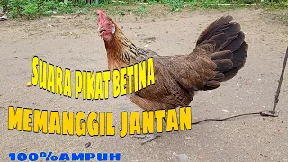 suara pikat betina ayam hutan memanggil jantan ampuh