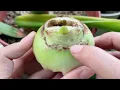 Getting Amaryllis to Dormancy and Bloom on Holidays  | Amaryllis Fall and Winter Care (Turn on CC)