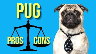 Pug Pros and Cons A Must Watch for New Potential Pug Owners