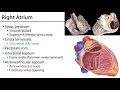 Right Atrium