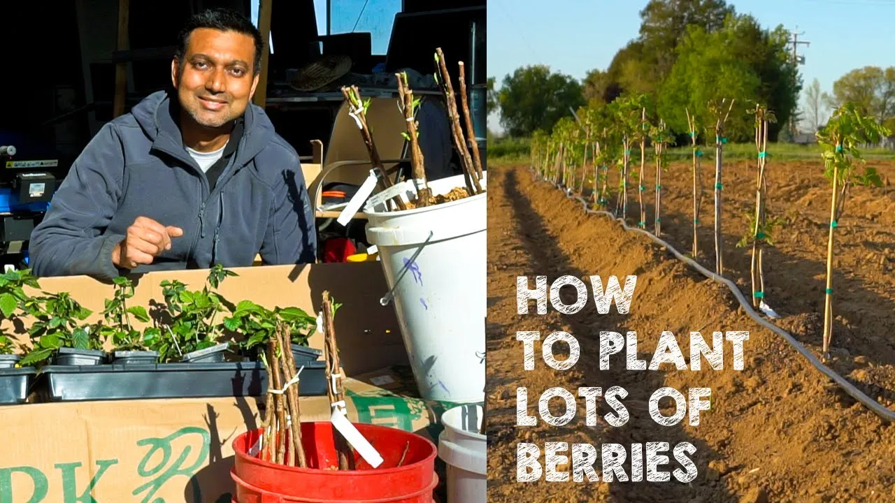 ✂️ PRUNING OUT DEAD BLACKBERRY CANES ✂️WHAT TO TAKE OUT 👎 WHAT TO LEAVE 👍PRIMOCANE AND FLORICANE 🍇