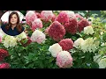 Proven Winners Little Lime Punch Hydrangea Garden Answer Laura Reston Farm Garden Market