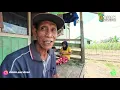 Download Lagu 5 TAHUN KELOLA LAHAN FASILITAS UMUM TRANSMIGRASI, TANAMAN PISANG PAK MARSUDI JADI PENGHASILAN UTAMA