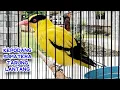Download Lagu KONSLET LANTANG BONGKAR ISIAN !!! KEPODANG EMAS JANTAN MEWAH GACOR NGEROL MEMBUAT LAWAN IKUT EMOSI