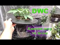 Deep Water Culture DWC Autoflower Simplified