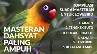 kompilasi suara masteran untuk lovebird kenari cililin cucak jenggot tengkek buto belalang 