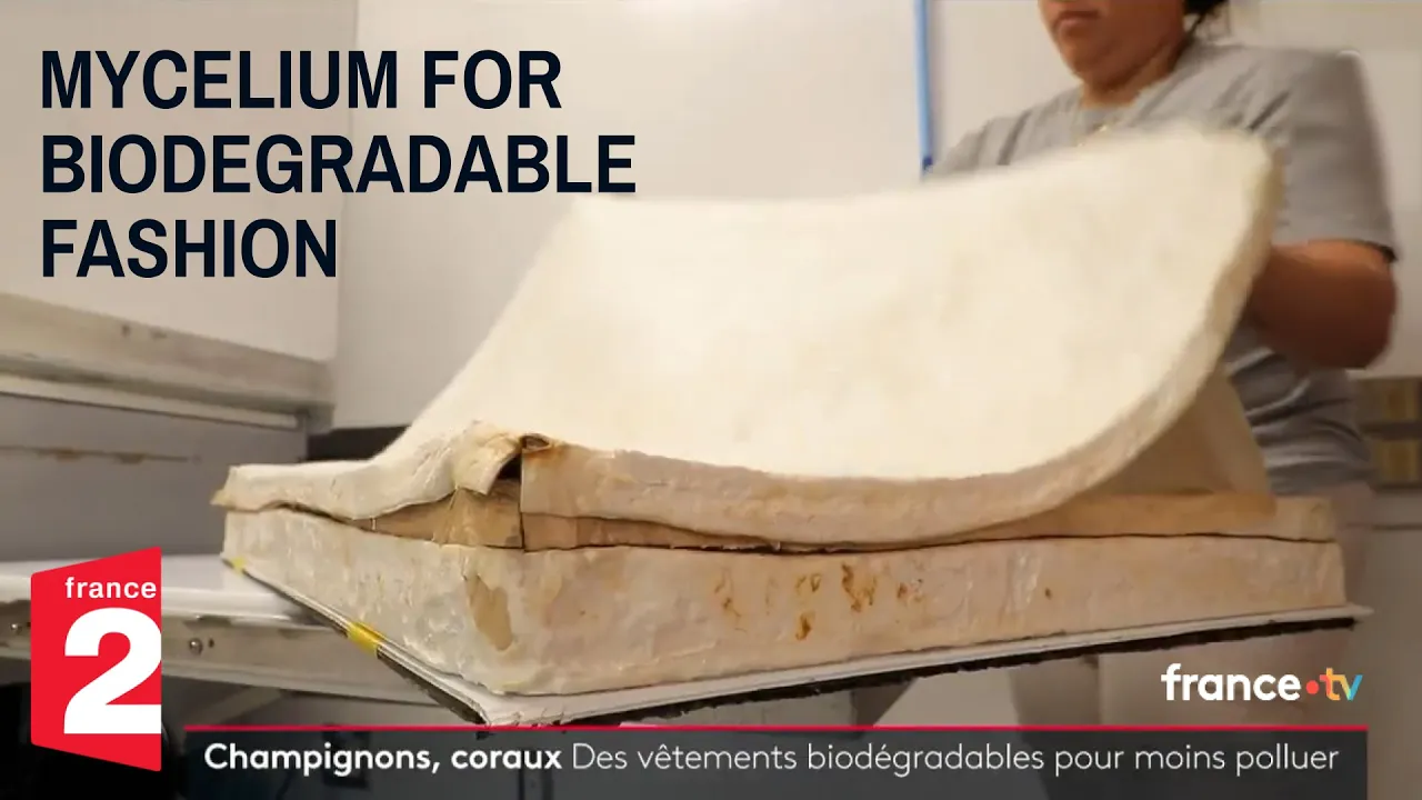 Biodegradable Mycelium Clothing Reduces Pollution | France TV (English Sub)