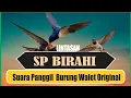 Download Lagu Suara Panggil Walet Birahi  II  Swiflet sex sound calling