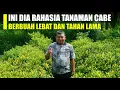 Download Lagu Cukup Pakai Cara ini !! Tanaman Cabe Rawit Pasti Berbuah Lebat