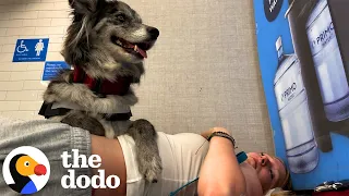 Service Dogs Help With Disabilities You Can't Always See | The Dodo