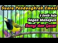 PANCINGAN SOGON TROTOL GACOR DOR LANGSUNG EMOSI, SOGON NGERIWIK AUTO NEMBAK FULL ISIAN DIBONGKAR
