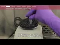 Download Lagu siRNA Transfection Protocol_kor