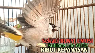 Download Suara Burung Kutilang Gacor TARUNG Tanpa isian, Ampuh untuk pikat Kutilang jadikan Kutilang Ribut MP3