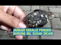 Lagu JANGAN PERNAH TERTARIK SAMA BURUNG INI, SUSAH NYARINYA‼️
