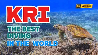 This Reef Has More Fish Species Than You’ve Ever Seen | 4K Documentary
