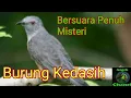 Lagu Burung Kedasih Bersuara Merdu